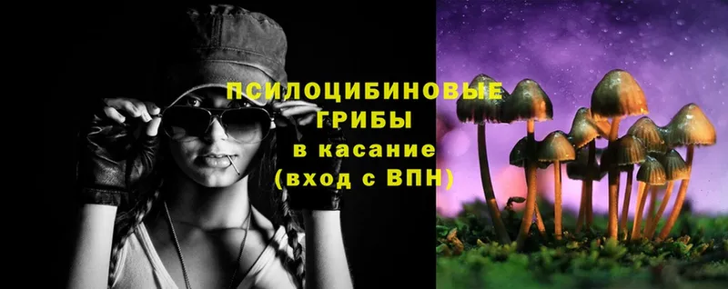 Псилоцибиновые грибы Psilocybe  купить закладку  Артёмовский 